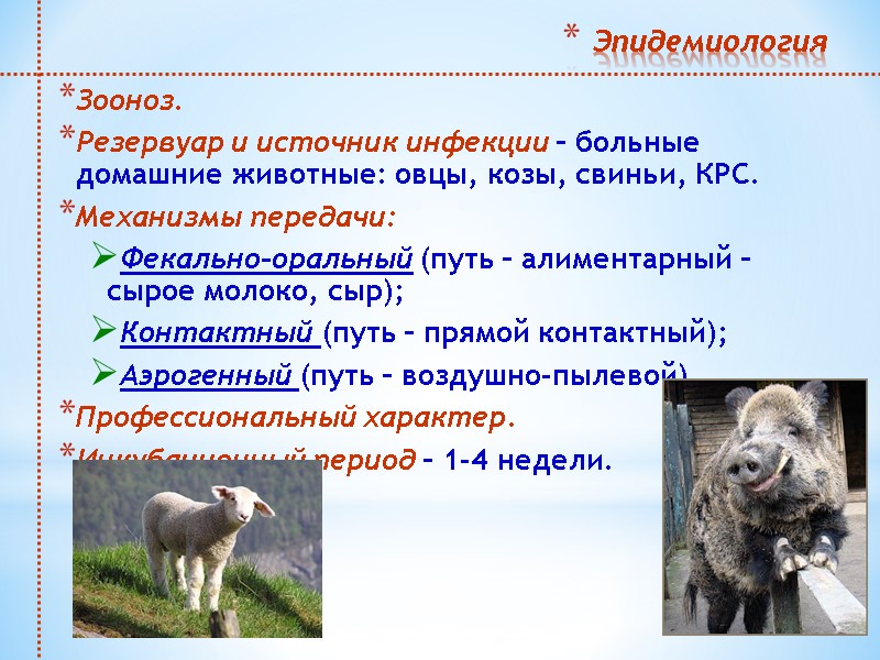 Эпидемиология  Зооноз.  Резервуар и источник инфекции – больные домашние животные: овцы, козы,